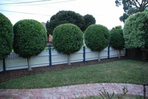 Tree Shaping Melbourne